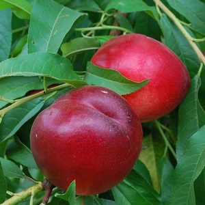 Tüplü Verimli Caldesi 2000 Nektarin Fidanı