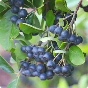 Tüplü Chokeberry Aronya Rus Yaban Mersini Fidanı