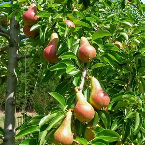 Tüplü Lezzetli Carnem Armut Fidanı