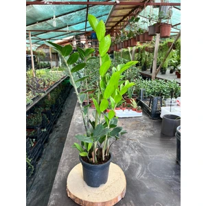 Zamia - Zeze Çiçeği 40-60 cm