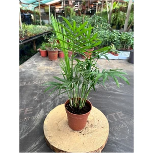 Chamaedorea Elegans Dağ Palmiyesi (40-50CM)