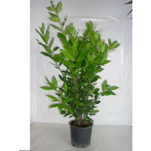 Laurel Seedling Defne Fidanı 20-40 cm