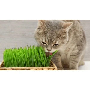 Doğal Kedi Çimi, Buğday Tohumu, 100 Gram