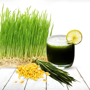 Çim Suyu Için Doğal Buğday Tohumu 100 Gram