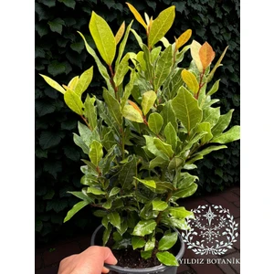 Kokulu Defne Fidanı Aromatik Defne Ağacı Bitkisi Laurus Nobilis 40-60 cm