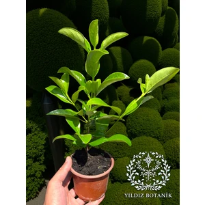 Parlak Yapraklı Kartopu Çiçeği Çit Bitkisi Viburnum Licudum Fidanı 25-30 cm