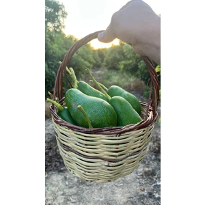 ALANYA AVOKADO(200GR Üstü) 5 Adet