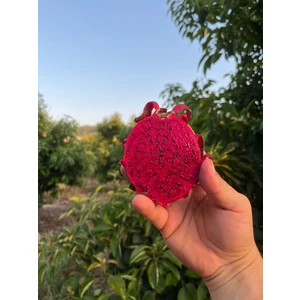 Kırmızı Ejder Meyvesi (1 Kg)