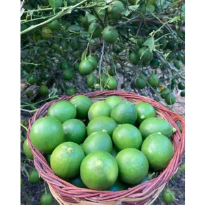 Yeşil bol sulu yazlık Mayer limon 