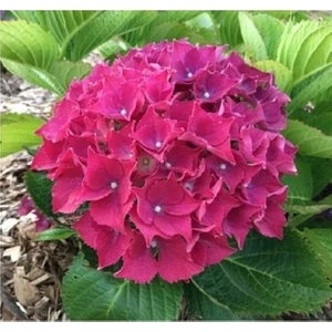 Kırmızı Ortanca Çiçeği Fidanı 10-20 cm