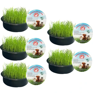 Sonrisa Pets Ekonomik Organik Kedi Çimi Seti 5'li (Fileli)