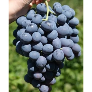 Erzincan Cimin Üzümü