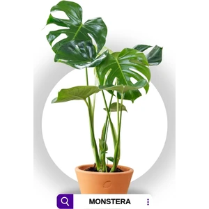 Monstera - Deve Tabanı Bitkisi 70-90 cm