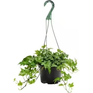 Askılı Saksıda Ingiliz Sarmaşığı Bitkisi Hedera Helix