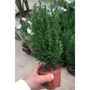 Mini Ev Çamı Salon Çamı Elwoodii Chamaecyparis