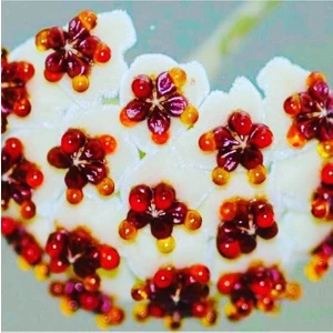 Hoya Kerri 50-70 cm Büyüyen Kalp Yapraklı Kokulu Mum Çiçeği Bitkisi Özel Tür Sevgi Çiçeği Koleksiyo