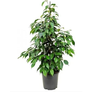 Ficus Benjamina Danielle-Benjamin Bitkisi 90 cm