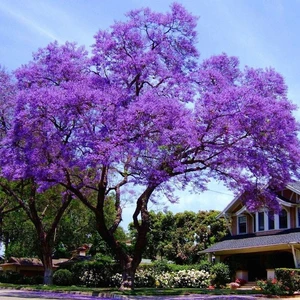 Çok Hızlı Büyüyen Paulownia (Pavlonya) Kiri Fidanı Büyük Saksıda-60/80 cm
