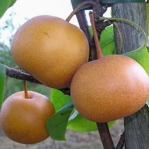 Tüplü Yarı Bodur Atego (Japon) Armut Fidanı