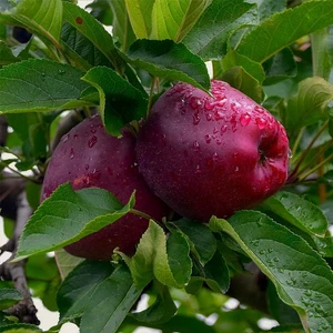 Saksıda Yarı Bodur Red Chief Elma Fidanı