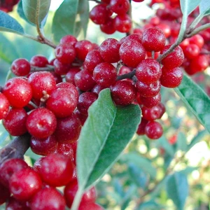 Saksılı Şifa Kaynağı Güz Zeytini Fidanı