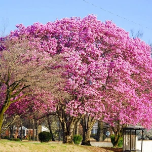 Özel Yeni Çeşit Pembe Çiçekli Paulownia Fidanı