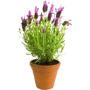 Saksıda (Kokulu) Lavanta  Fidanı