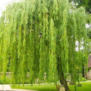 Tüplü Salkım Söğüt Ağacı Fidanı