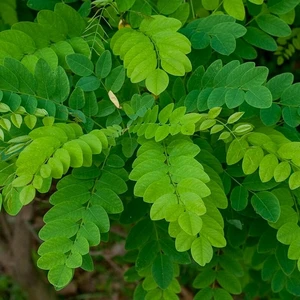 Yalancı Akasya Ağacı Tohumu-(50 Adet)