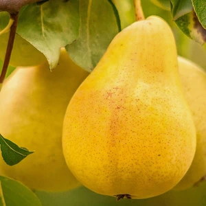 Tüplü Yarı Bodur Çok Sulu Williams Armut Fidanı