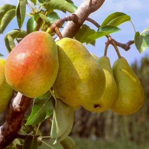 Tüplü Yarı Bodur Santa Maria Armut Fidanı