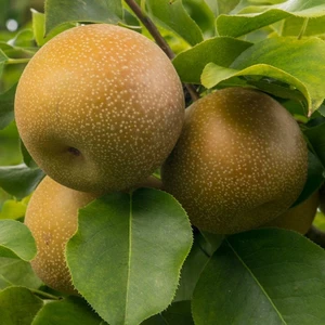 Tüplü Yarı Bodur Nashi Naşi Japon Armut Fidanı