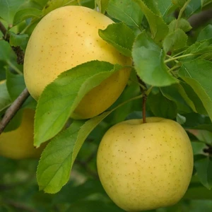 Tüplü Yarı Bodur Sulu Golden Delicious Elma Fidanı