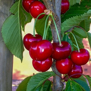 Tüplü Yarı Bodur Iri Meyveli Star Giant Kiraz Fidanı