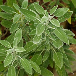 Saksıda Adaçayı Fidanı-Çayı Içilen