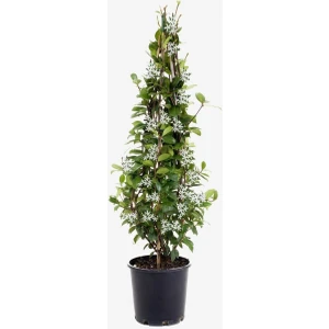 Saksıda Dolgun Yapılı Arap Yasemini Ağacı