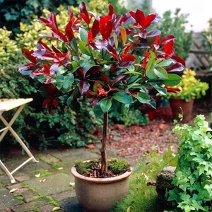 Tüplü Alev Ağacı Fidanı