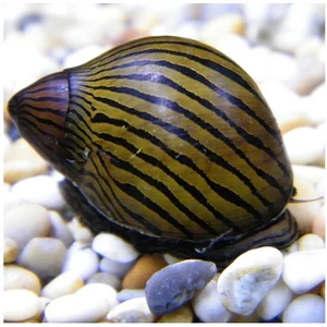 Zebra Nerite Salyangoz 3 Adet Straforlu Gönderim