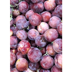 Hatay Can Eriği(1 kg)