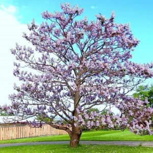 Paulownia (Pavlonya,çin Kavağı) Fidanı