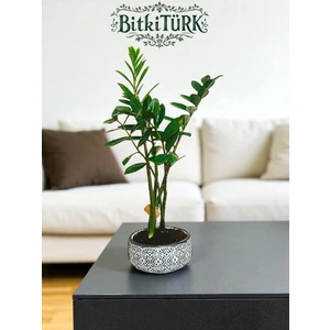 Bitkitürk-Beton Saksıda Ithal Zz Zamia
