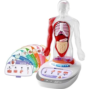 Sesli Insan Vücudu Modeli Bilim Seti