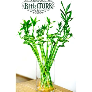 Bitkitürk-3 Adet Ithal Şans Bambu Ofis Salon Hediye Iç Mekan Bitkisi