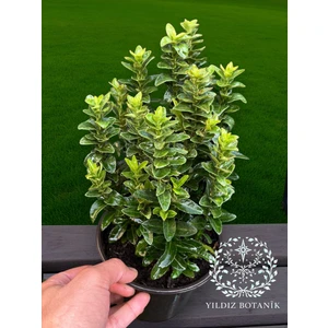 Sütun Taflan Yarı Bodur Çit Bitkisi Roket Şimşir Fidanı Green Spire 15-20 cm