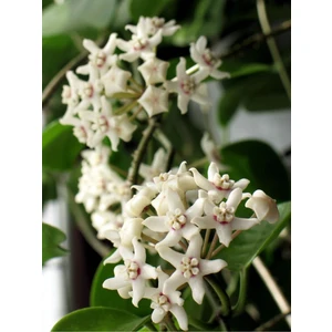 Hoya Australis Mum Çiçeği