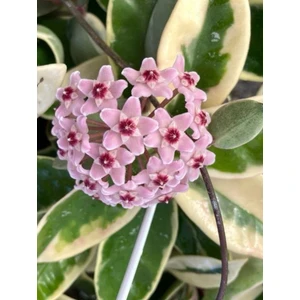 Hoya Carnosa Krimson Queen Mum Çiçeği