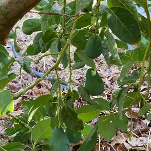 Avokado (160-200gr) Kilo