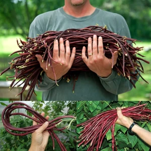 Uzun Fasulye Tohumu Koyu Kırmızı Makarna Fasulyesi