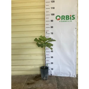 Tarsus Erkenci Siyah Incir Fidanı – Ihracatlık Kalite, Lezzetli, Bol Verimli ve Tatlı Meyveli Sofralık Çeşit