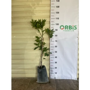 2 Yaş Aşılı Rize Satsuma Mandalina Fidanı
